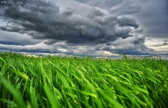 Green Grass Davor Strenja Photography