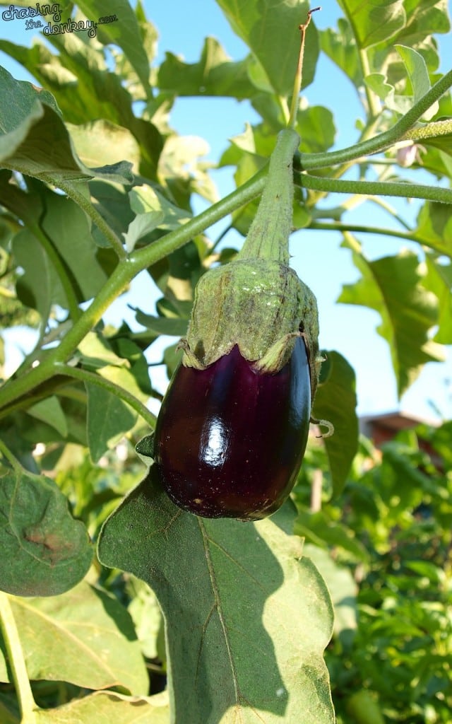 CROATIAN COOKING EGGPLANT GREEN GARDEN