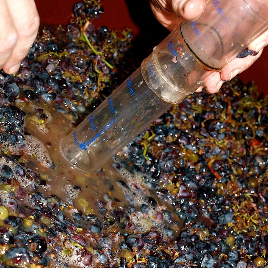 expat wine making