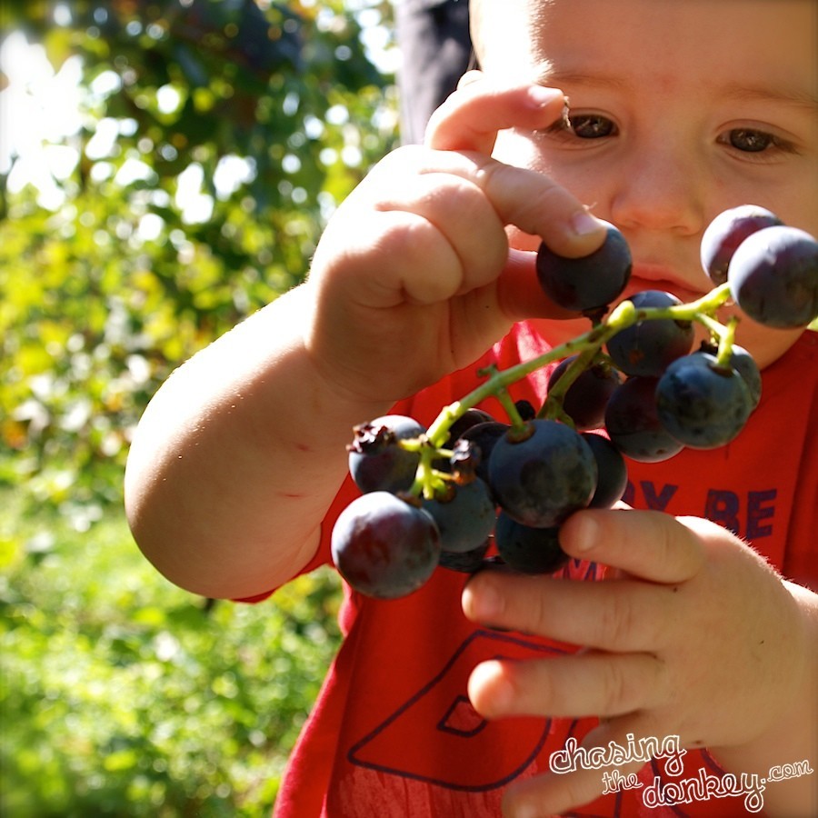 expat blog wine making in croatia