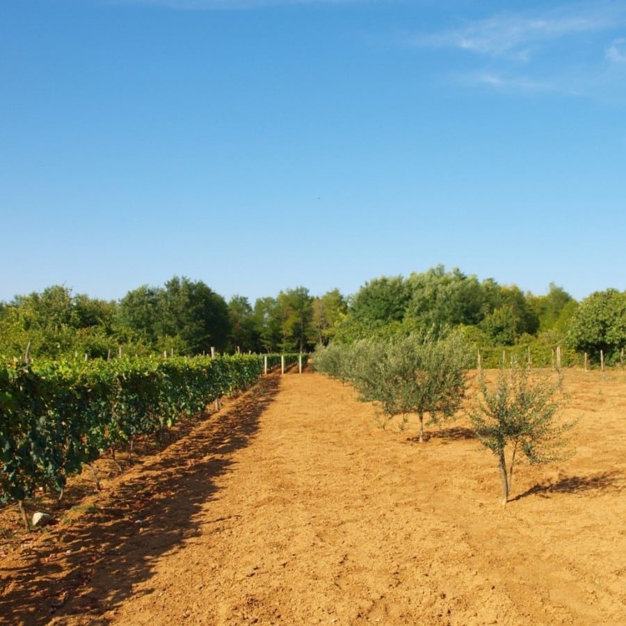 Expats in Croatia – Olive garden