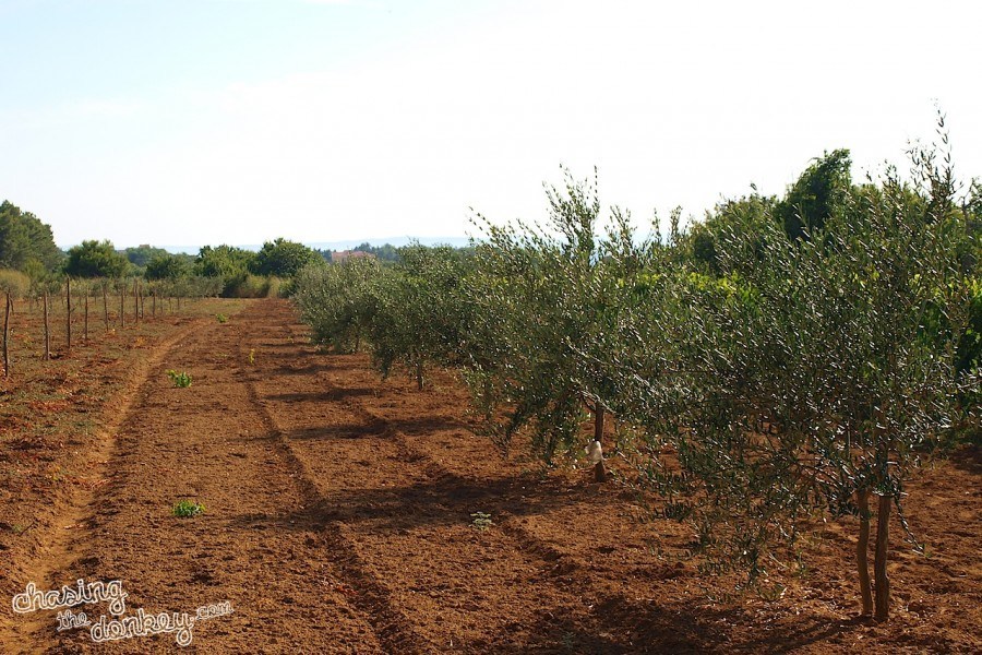 expat olives
