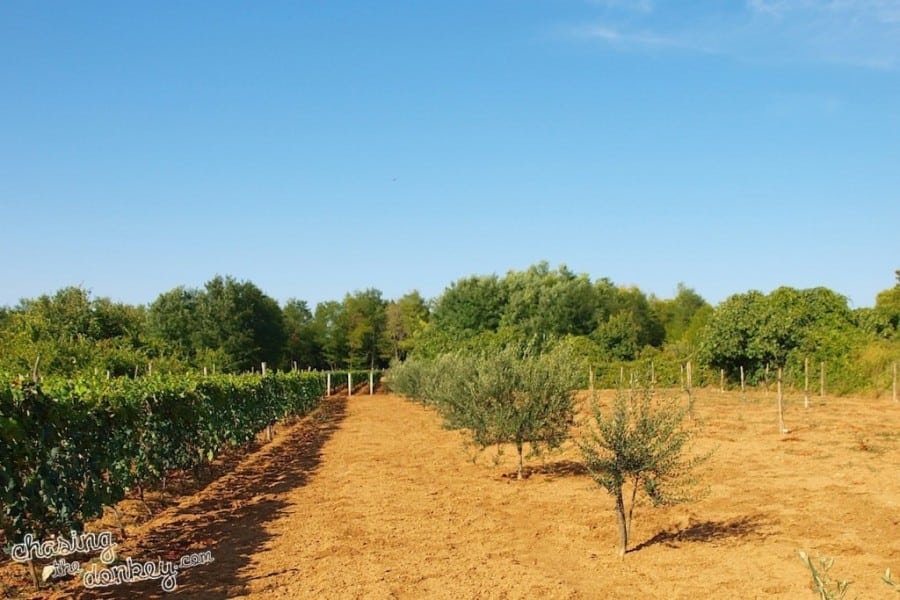 expat olive gardening