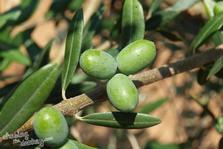 expat olive gardens