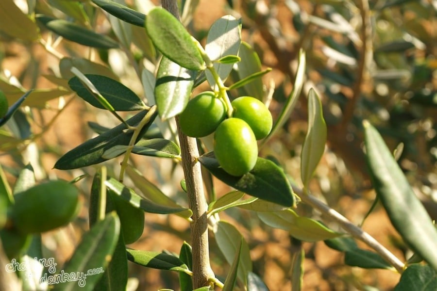 expat olive