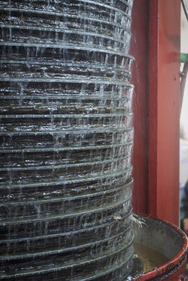 Croatian olive oil - Chasing the Donkey #Croatia