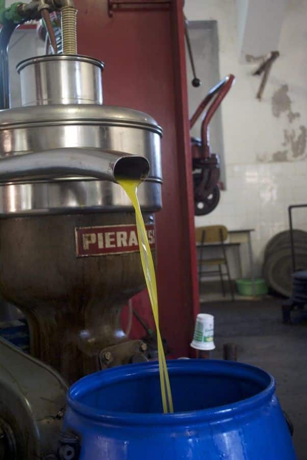 Croatian olive oil - Chasing the Donkey #Croatia