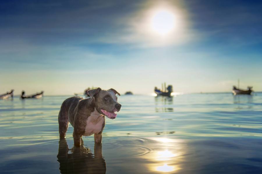 Bring your pet on holidays to Croatia - Chasing the Donkey #Croatia
