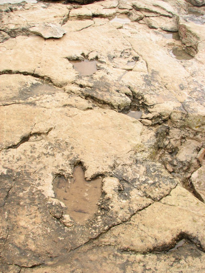 Brijuni National park dinosuar foot prints