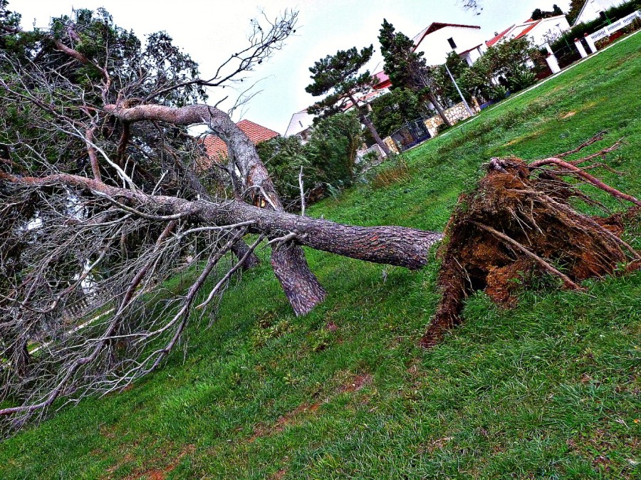 If the Bura can do this to a tree... imagine the horror it will cause to your neck...!!!