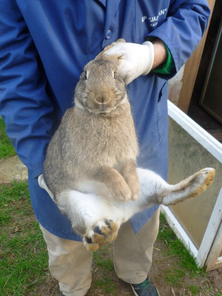 Holding a rabbit stew