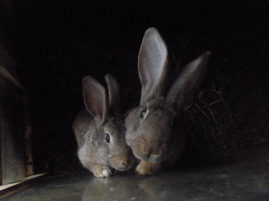 Rabbits in a cage for rabbit stew