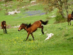 Paklenica Velebit photo jeep safari brown horses - Chasing the donkey Croatia Travel Blog