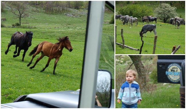 Starigrad Paklenica Velebit photo jeep safari more horses