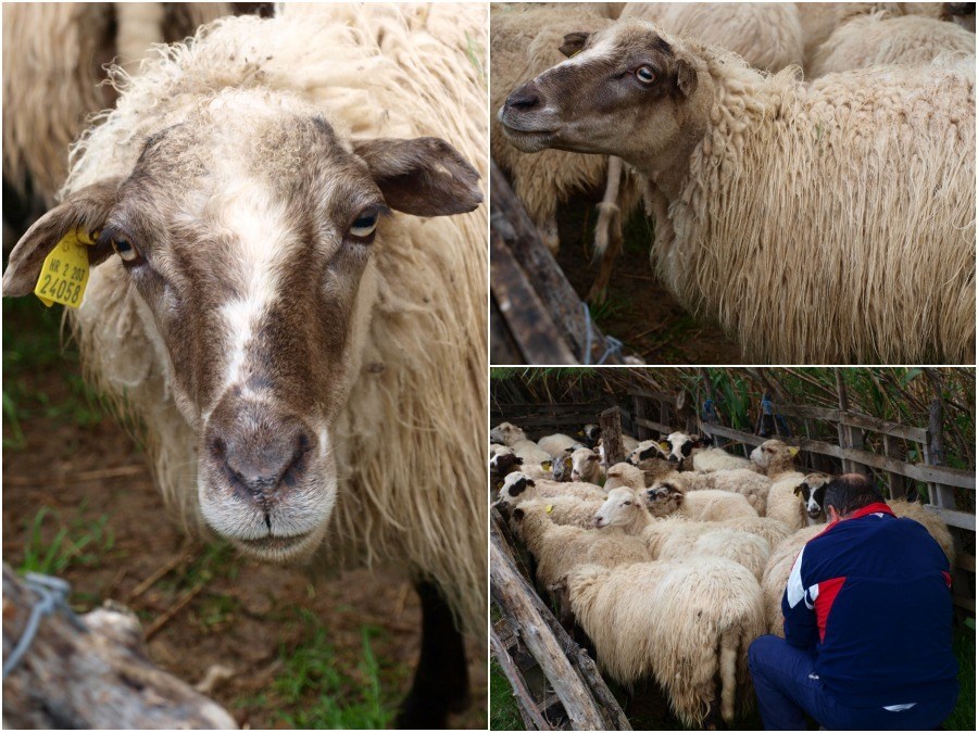Pag Island paski sir cute looking sheep - Chasing the Donkey Croatia