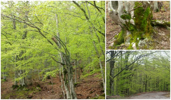 Paklenica Velebit photo jeep safari - Chasing the Donkey Croatia