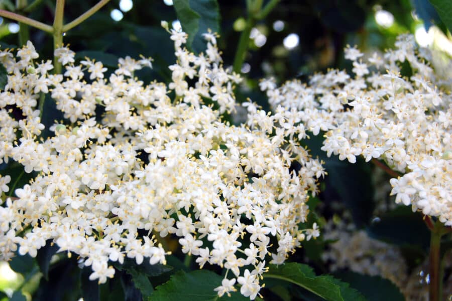 Elderflower Cordial Recipe (Bazga) - Flowering Elderflower