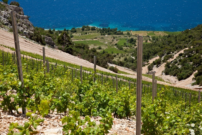 Stina Winery Bol Brac Island - Chasing the Donkey
