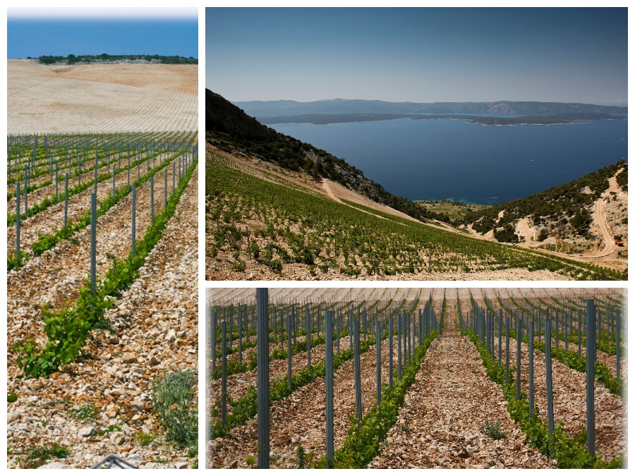 stina winery vineyards - Chasing the Donkey
