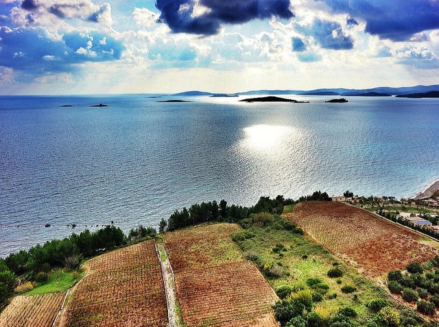Aerial shot of vineyeards Croatia