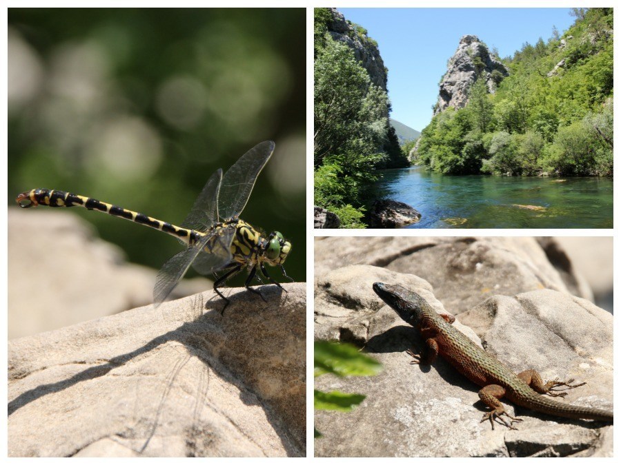 Cetina River - Travel Croatia like a local