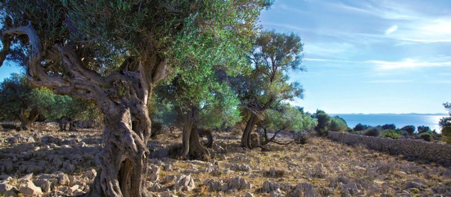 Things to do in Pag Island
