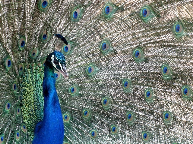 Lokrum Peacock | Croatia Travel Blog