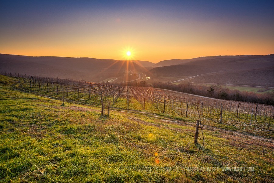 Sunsets in Croatia | Zigante Vineyard | Tim Ertl