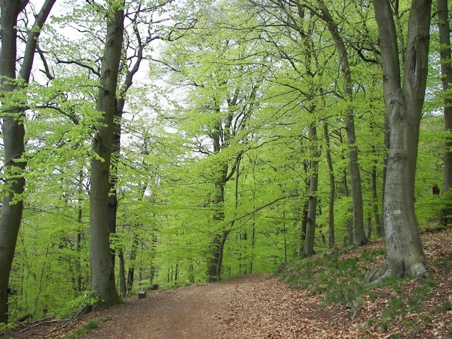 Beech Forrest | Travel Croatia Guide