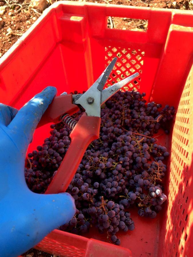 Croatia Wine: Bruno Trapan Wine harvest | Croatia Travel Blog