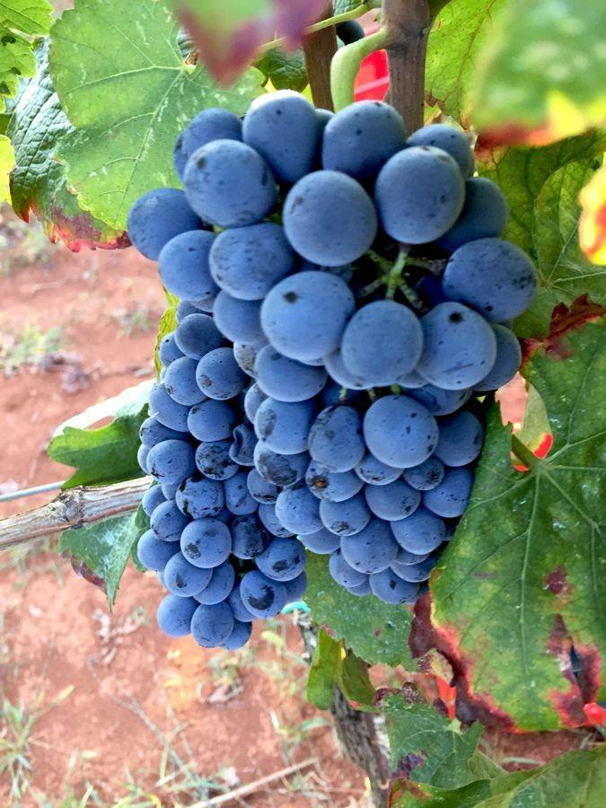 Bruno Trapan Wine | Croatia Travel Blog Chasing the Donkey