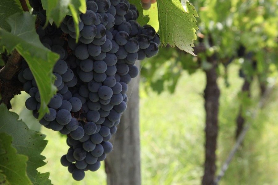Croatian Wine Regions - 2