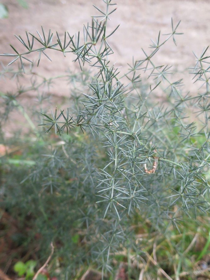 Wild Asparagus | Croatia Travel Blog