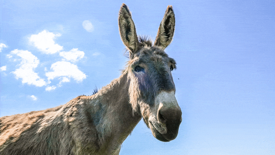 Donkey Farm Gif
