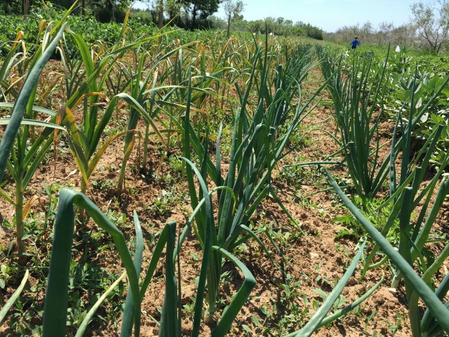 Onions and garlic | Croatia Travel Blog