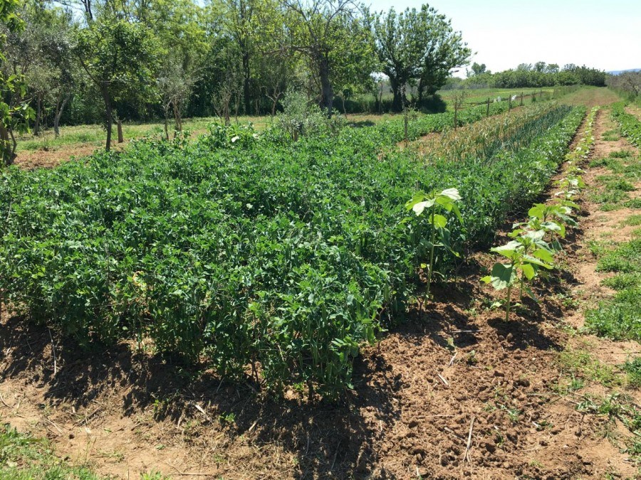Our Garden | Croatia Travel Blog