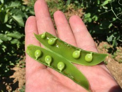 Peas | Croatia Travel Blog