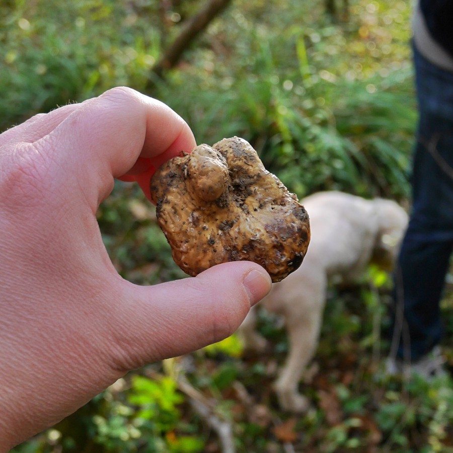 Truffle Hunting | Croatia Travel Blog