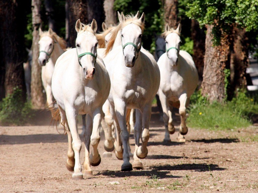 lipica-stud-farm-slovenia | Croatia Travel Blog