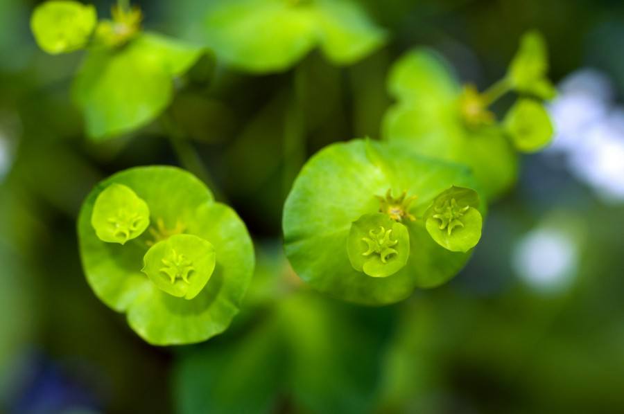 triglov-national-park-plant-life | Slovenia Travel Blog