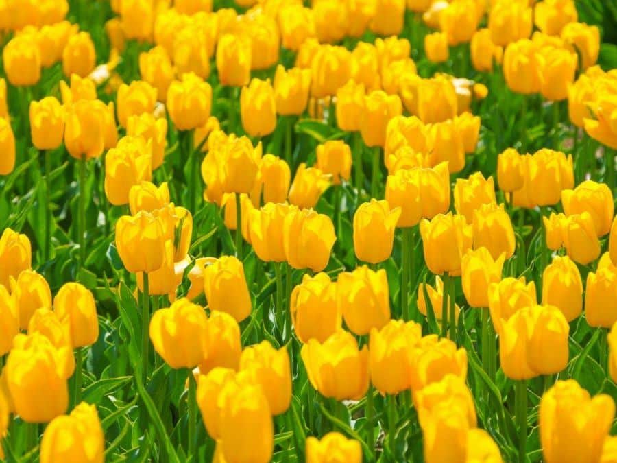 Spring Things to do in Slovenia Tulips