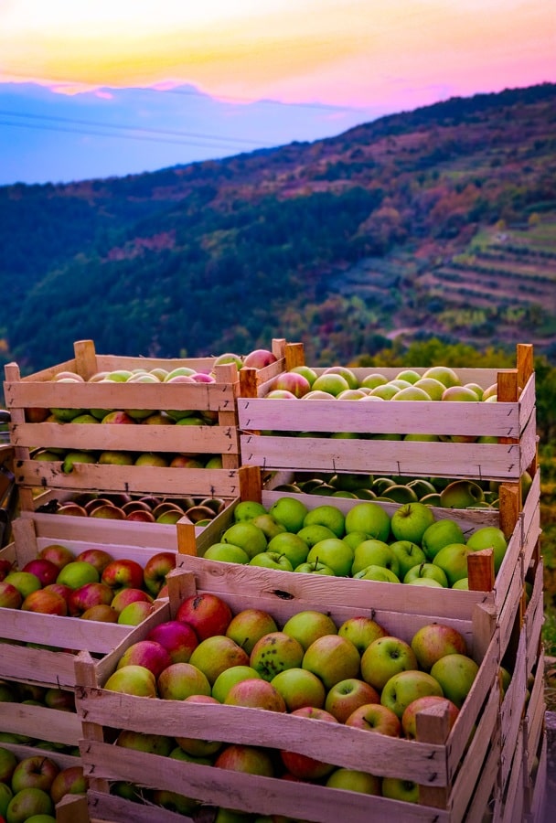 Oprtalj Chestnut Fair Kestenijada - Apples