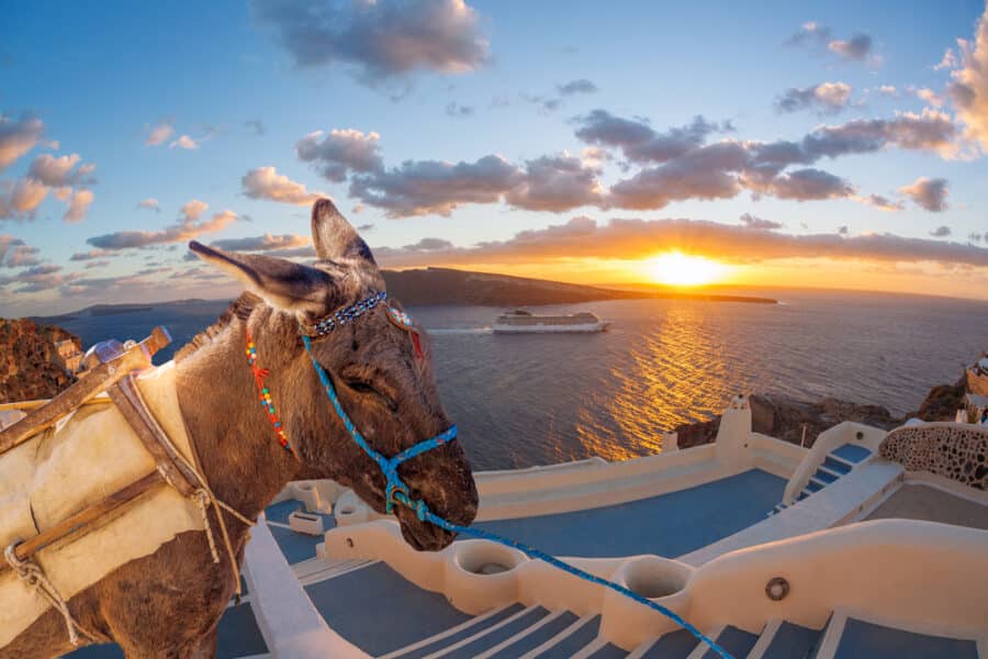Santorini Donkeys - Santorini island with donkey in Oia village