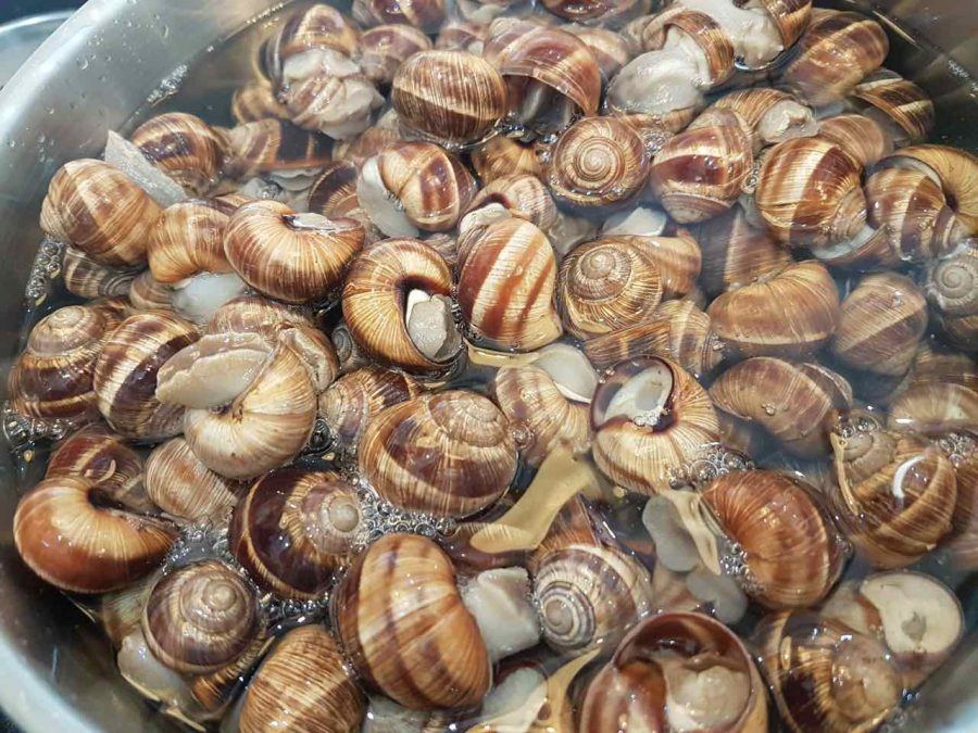 Snails