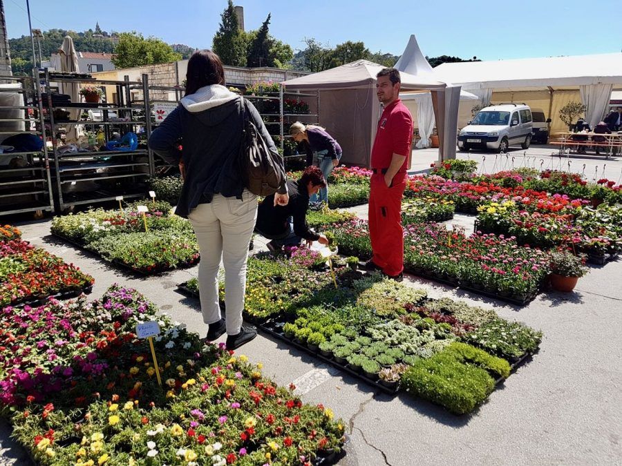 Things to do in Labin - Flower Fair Flowers - Travel Croatia