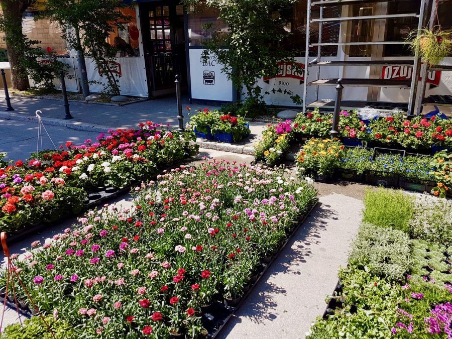 Things to do in Labin - Flower Fair - Travel Croatia