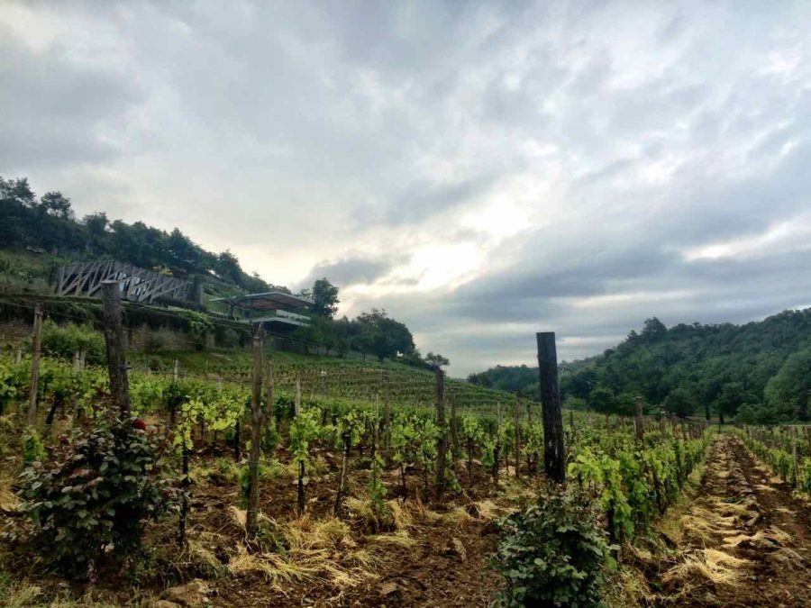 Best Croatian Wine : 5 Grape- Kozlovic winery Istria