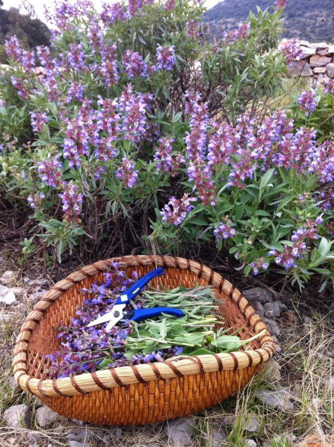 Day Of Herbs_Zadar Food Festival