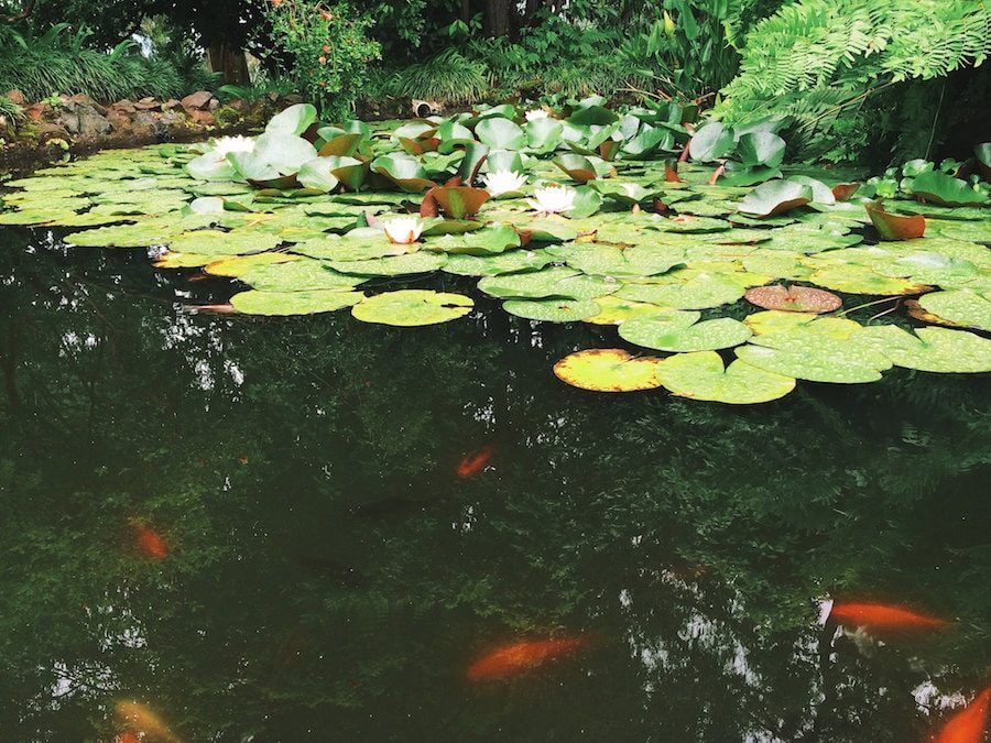 Georgia Travel Blog_Things to do in Batumi_Botanical Garden