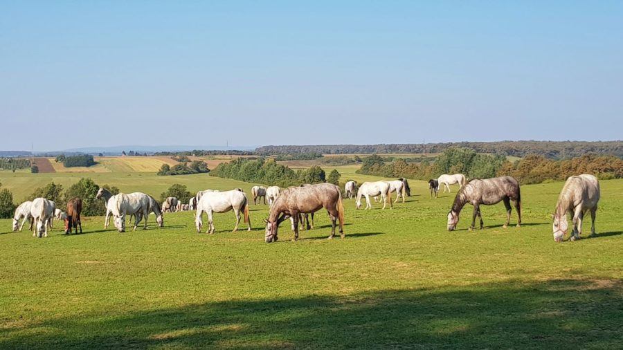 Things To Do In Slavonia Croatia5